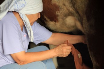 Female farmer milking a homemade cow in a barn. Woman Milking Cow - Dairy Farm.